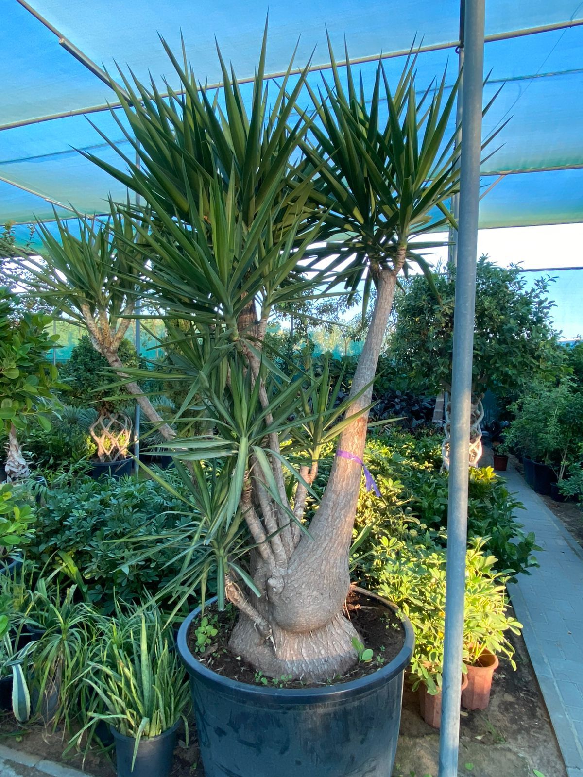Potted plant in a greenhouse setting with other plants and a clear sky.
