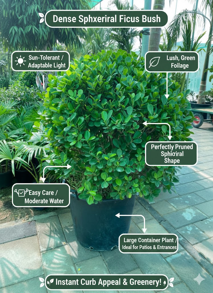 🌿 Round Topiary Shrub – Lush Green Elegance for Gardens & Entrances