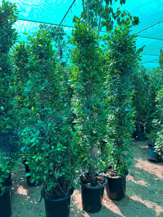 Cone Ficus Plant – Elegant Evergreen Topiary for Gardens & Outdoor Spaces