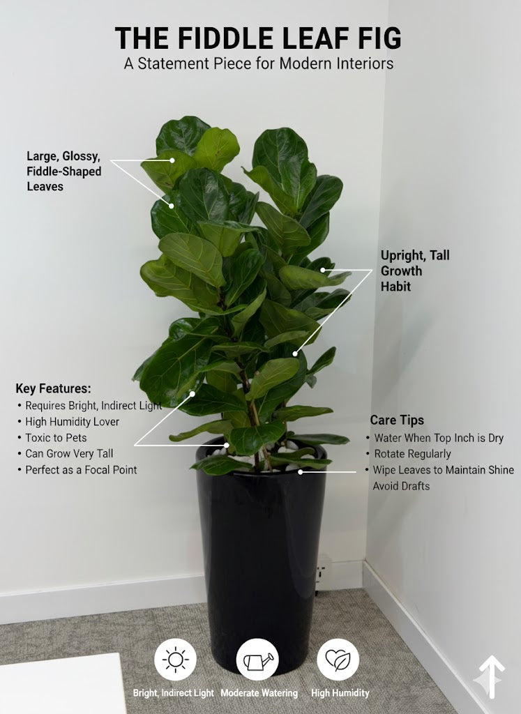  Fiddle Leaf Fig (Ficus Lyrata) 
