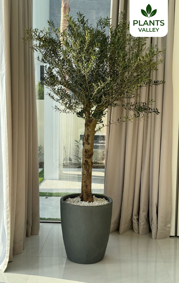 Indoor Olive Tree