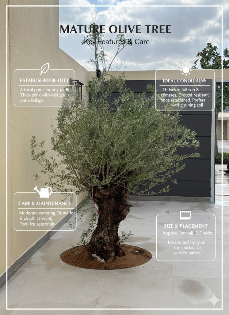 Mature olive tree with care features and conditions text overlay