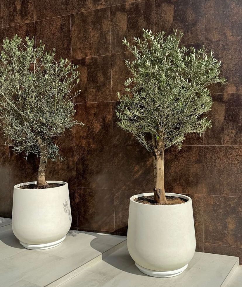 Two potted trees against a brown tiled wall.