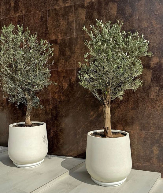 Two potted trees against a brown tiled wall.