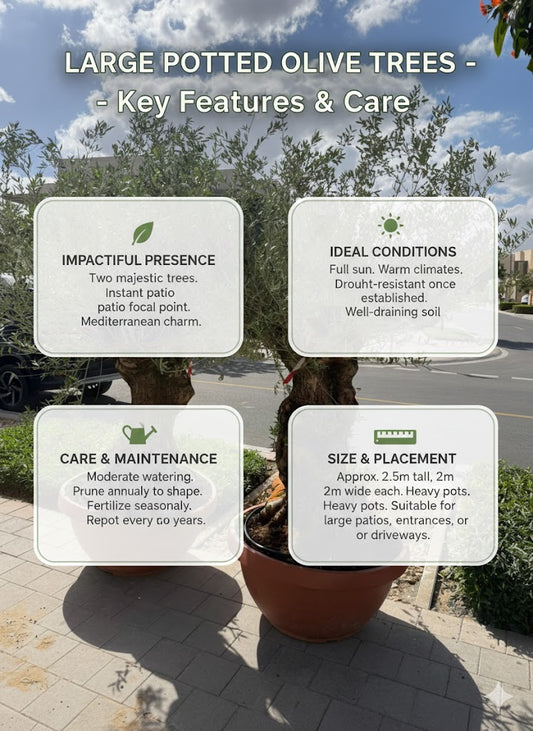 🌿Twin Mature Olive Trees – Premium Mediterranean Outdoor Statement Plants