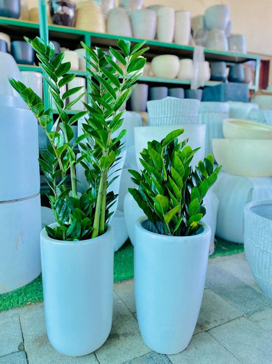 Two potted plants in white containers on a tiled floor with shelves in the background.